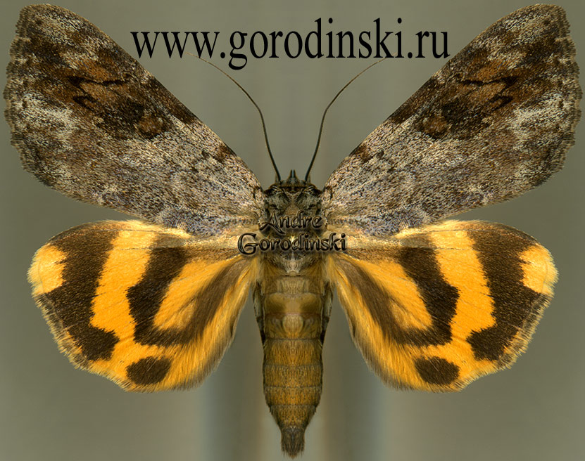 http://www.gorodinski.ru/catocala/Catocala mirifica.jpg